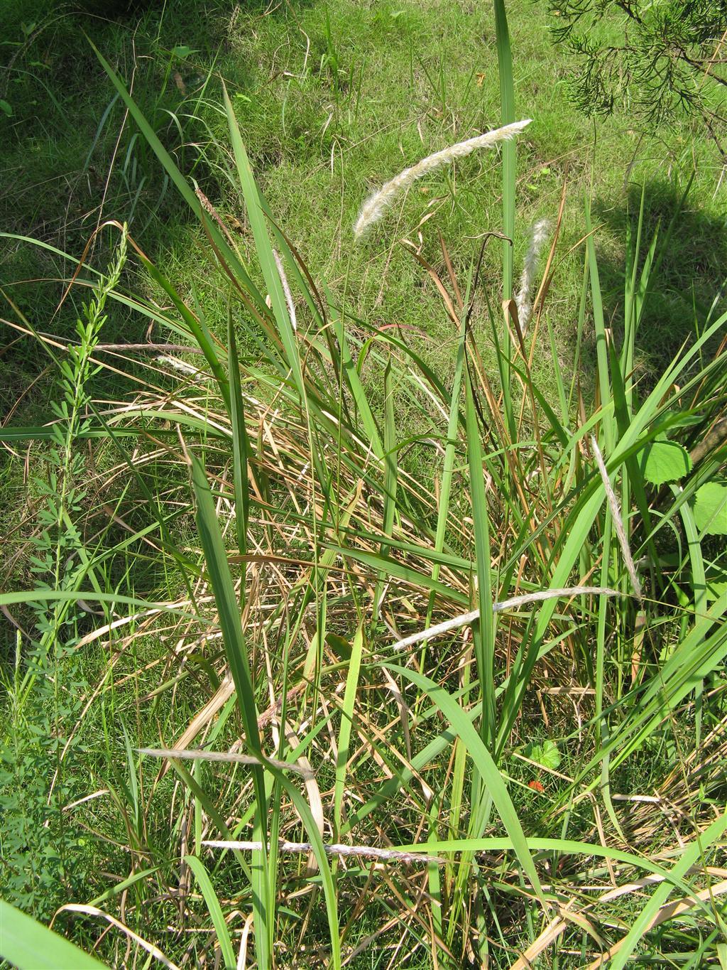 白茅属_360百科