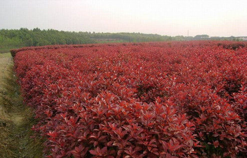 石楠_360百科