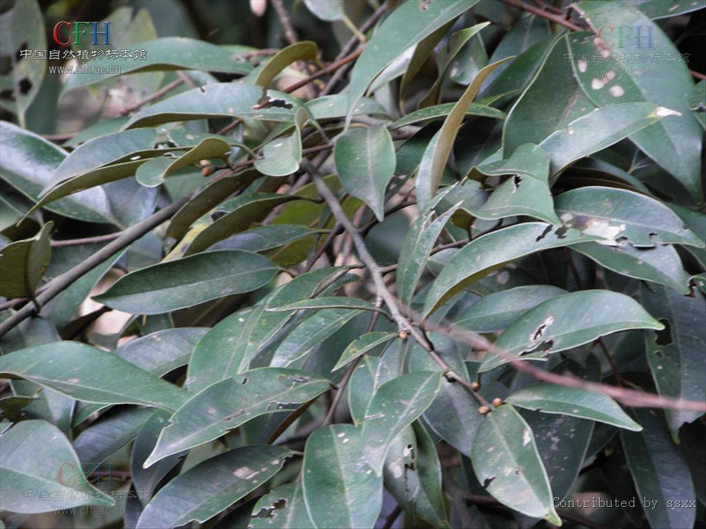 丝栗栲_360百科
