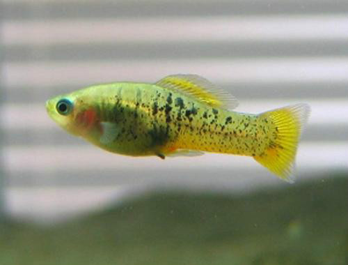 伊夫娜剑尾鱼 | xiphophorus evelynae(动物 | 辐鳍鱼类)