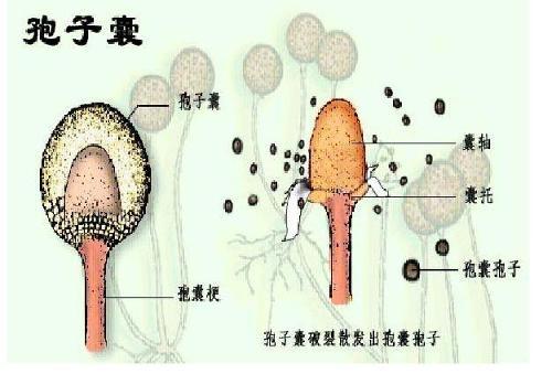 多孢子_360百科