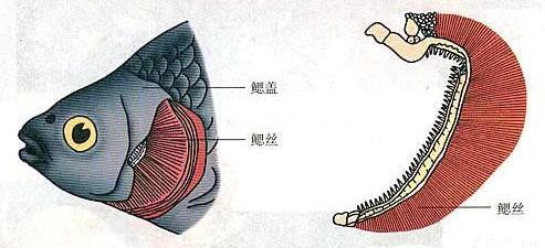 鱼鳃图册_360百科