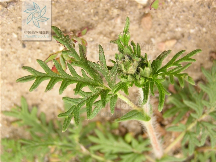 白毛委陵菜 - 求真百科