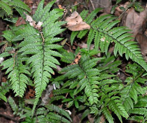 毛蕨根 - 求真百科