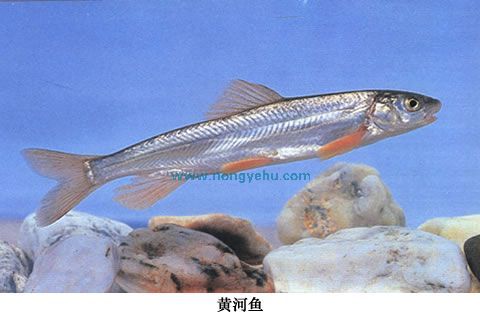 黄河鱼类名称大全图片