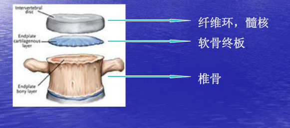 椎体终板图册_360百科