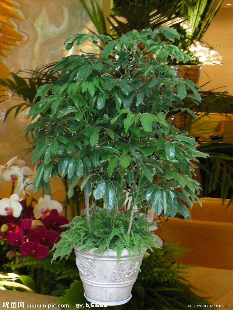 元宝树图册_360百科