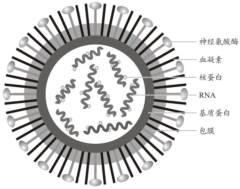 流感病毒结构模式图