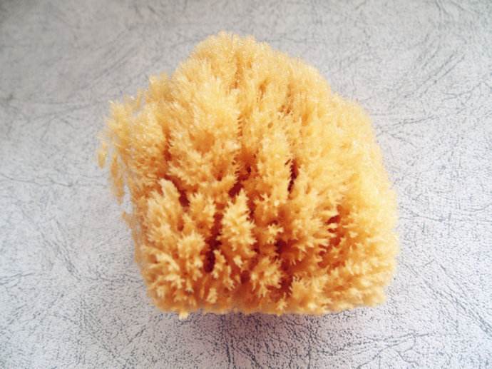 海绵丝海洋科学名词