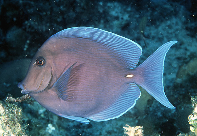 蓝刺尾鱼 | acanthurus coeruleus(动物 | 辐鳍鱼类)