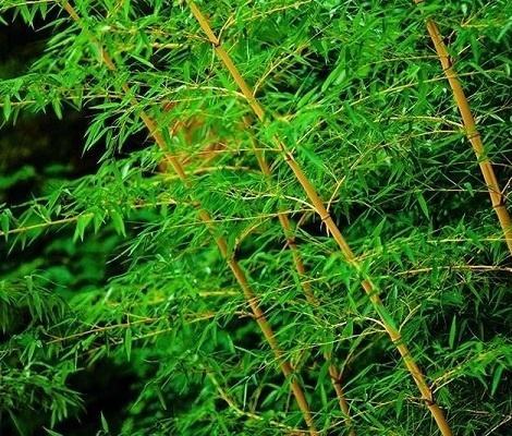 花竿黄竹图册_360百科