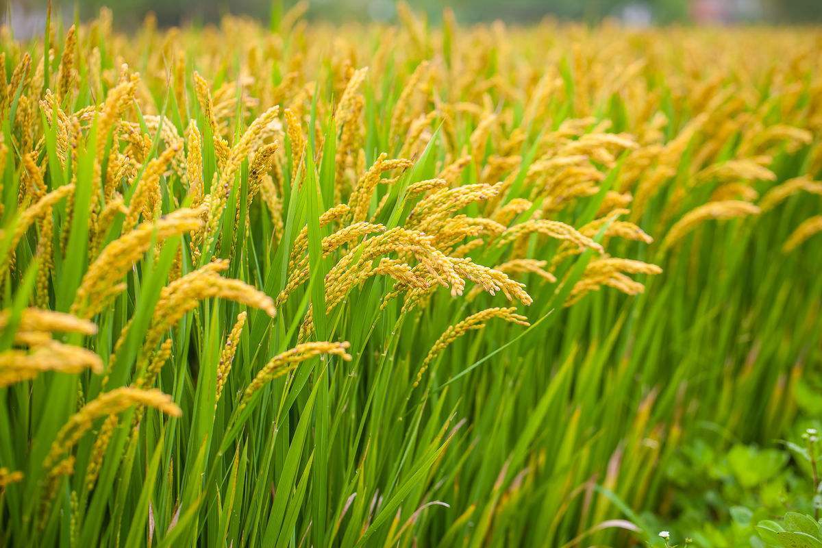 舌尖推荐：中国最好的稻米！吃一口此生再无其它大米！