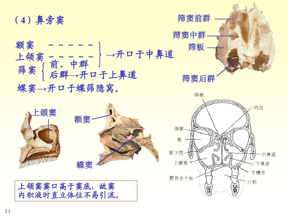 鼻旁窦图册_360百科