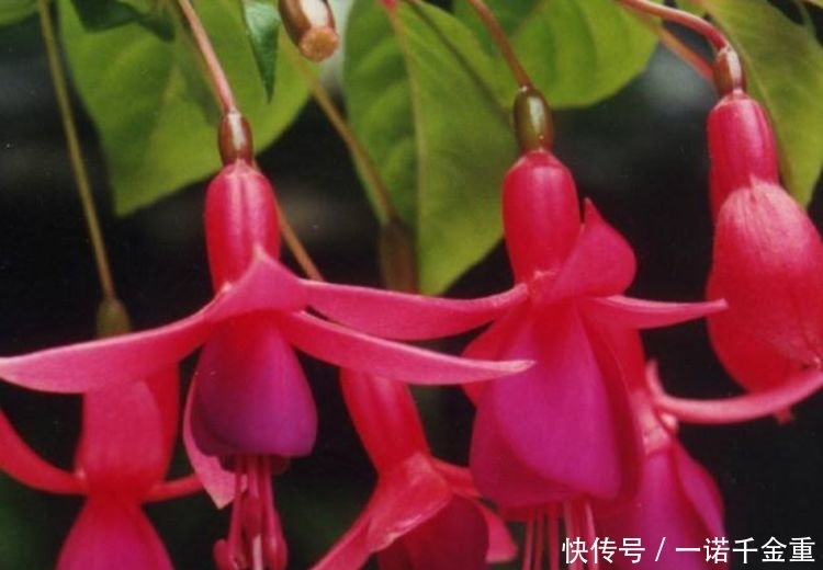 17号生肖属什么