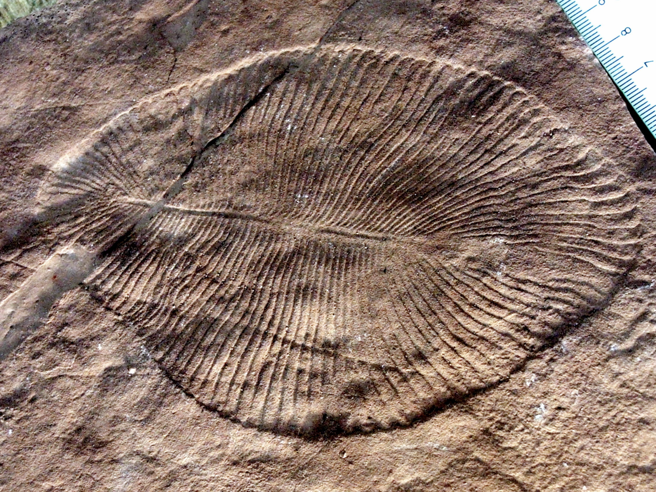 5亿年前埃迪卡拉纪刺胞动物化石揭示水母科演化历史 - 化石网