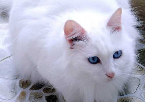 狮子猫图册_360百科