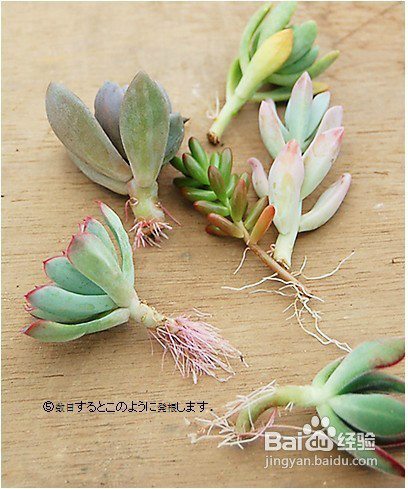 枝插_360百科