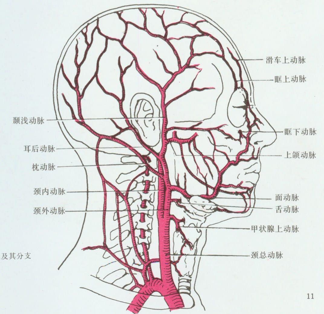 颈动脉分段示意图图片