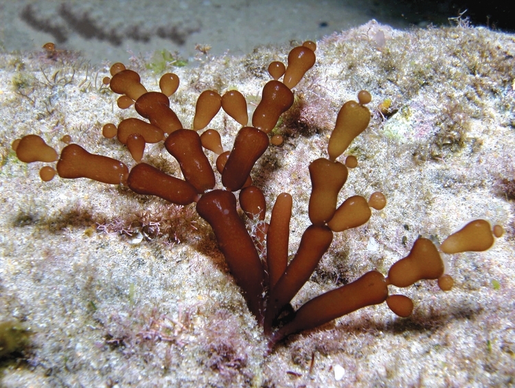 缢江蓠图册_360百科