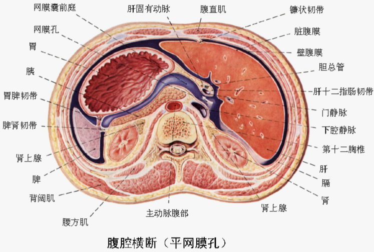 大小网膜解剖分布图图片