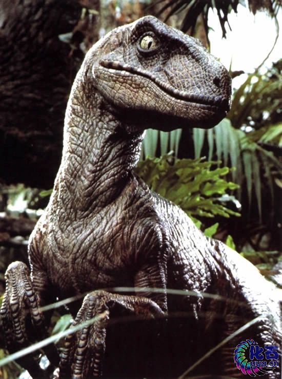 《侏罗纪公园》中的迅猛龙,该形象并不科学