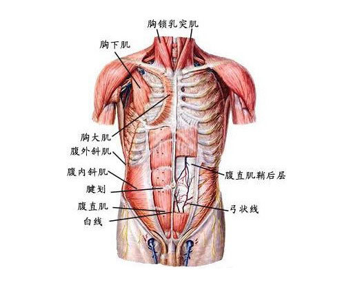 腹壁（泌尿外科学 名词）