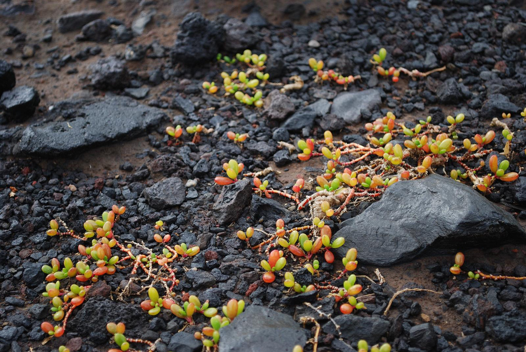 耐旱型植物图册_360百科