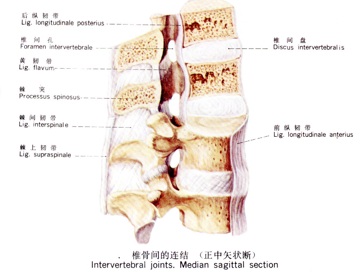 一、腰椎结构特点-骨科疼痛应用解剖-医学