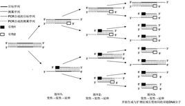 pcr扩增图册_360百科