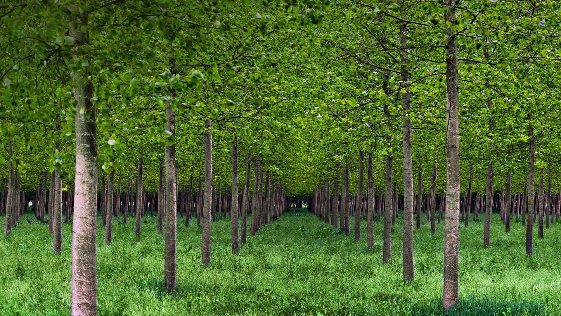 高清晰欧美绿色主题公园壁纸-树林-欧莱凯设计网