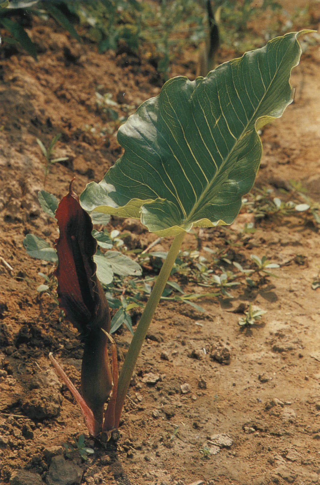 独角莲-神农架植物-图片