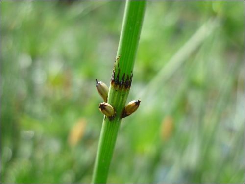 木贼镰孢(菌种)