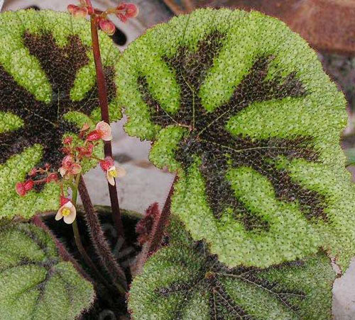 毛叶秋海棠(农学 名词)