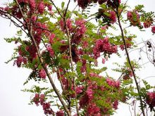 红花刺槐_360百科