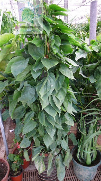 心叶喜林芋_360百科