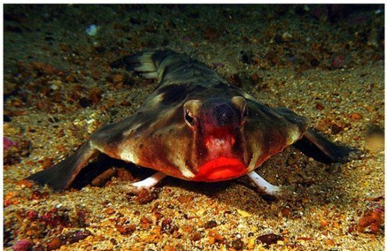 矮蝙蝠鱼 | ogcocephalus pumilus(动物 | 辐鳍鱼类)