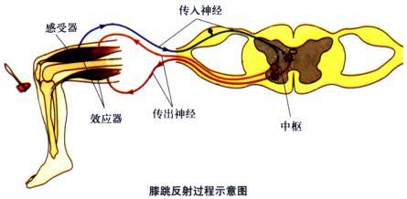 13条件反射