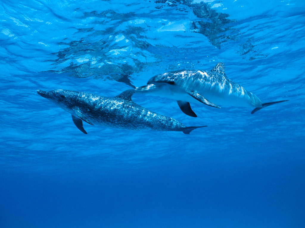 海豚摄影图__海洋生物_生物世界_摄影图库_昵图网nipic.com