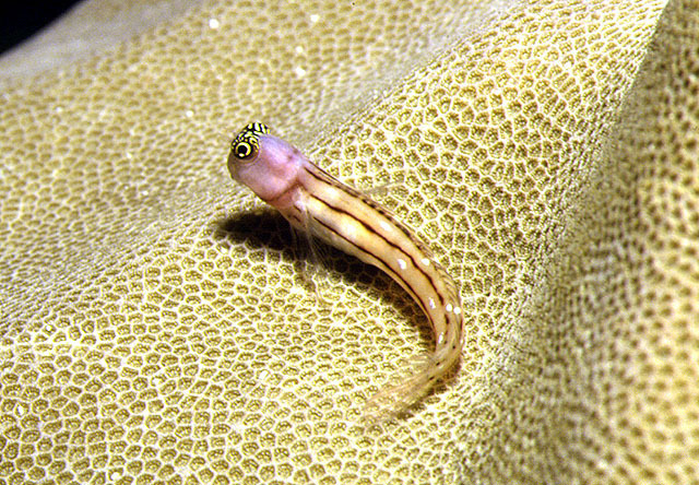 三线异齿鳚动物辐鳍鱼类