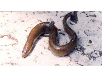 欧洲鳗鲡(动物)欧洲鳗鲡,脊索动物门-鱼纲-鳗鲡目-鳗鲡科.