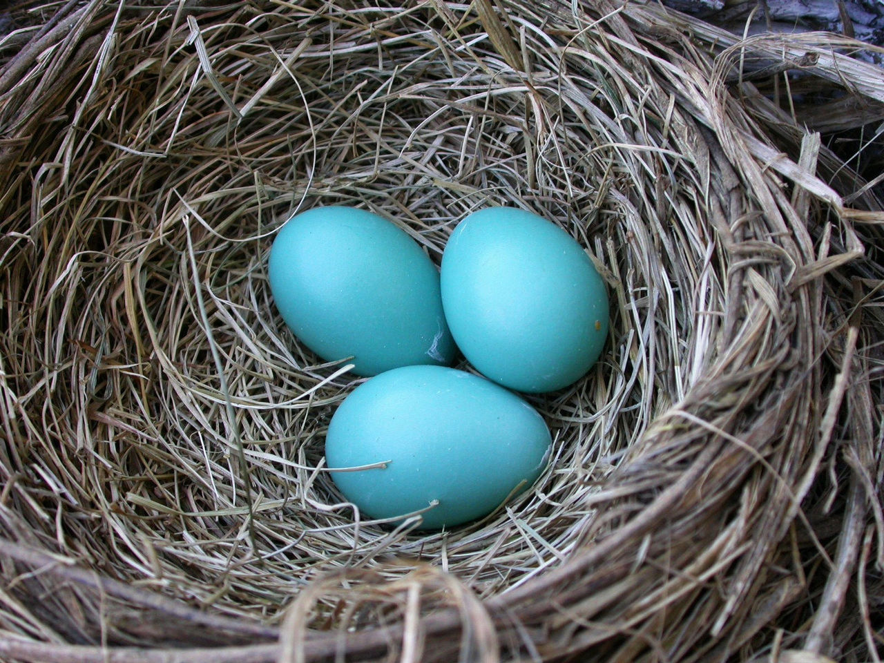 鹦鹉受精蛋可人工孵化受精卵虎皮受精蛋鸟玄凤受精蛋包邮可孵化蛋-淘宝网
