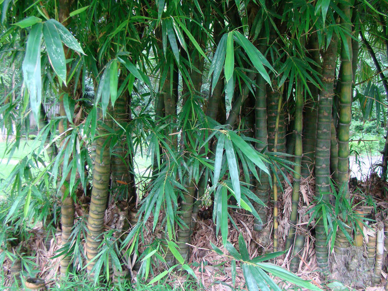 竹类植物_360百科