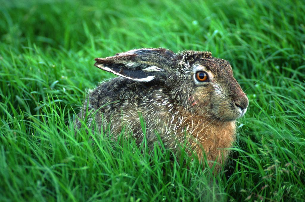 Do Rabbits Eat Lilies