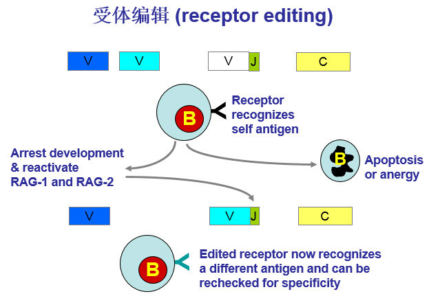基本信息 中文名称 受体编辑 外文名称 receptor editing 释义  转换
