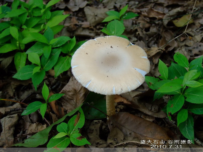 白杨树菇(菌种)白杨树菇,台湾称为洁白柳松茸,是杨树菇的白色变种