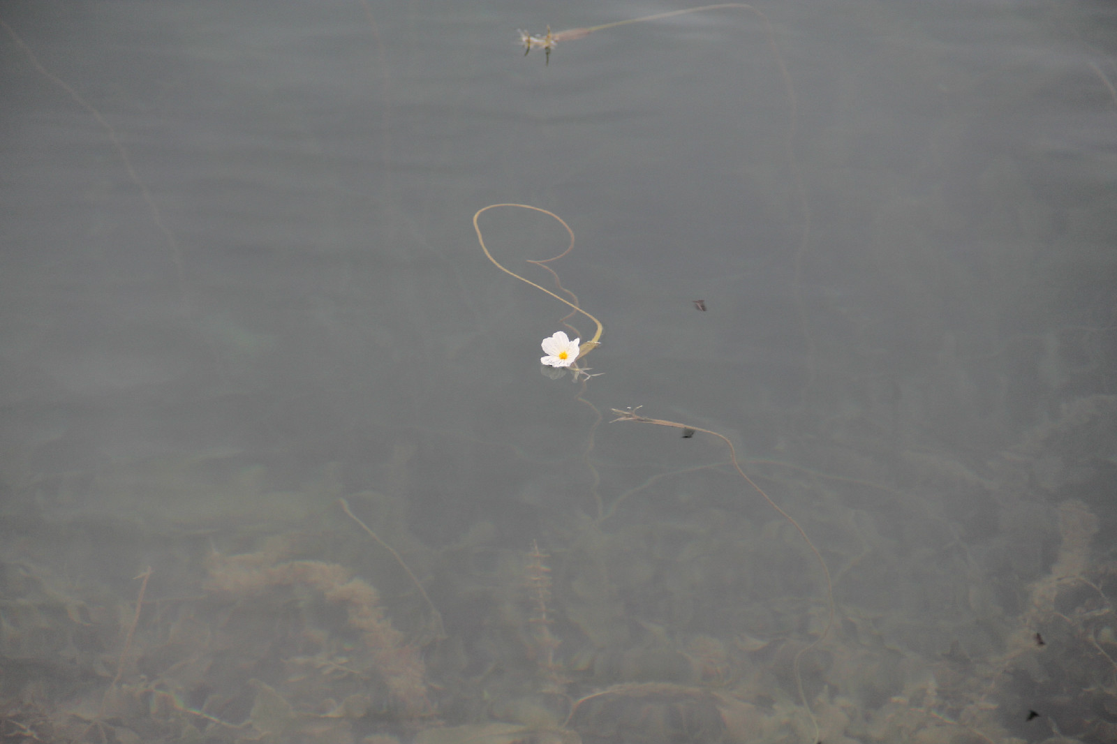 糟糕！泸沽湖的“水性杨花”，让我有了心动的感觉！|格姆女神山|泸沽湖|云南_新浪新闻