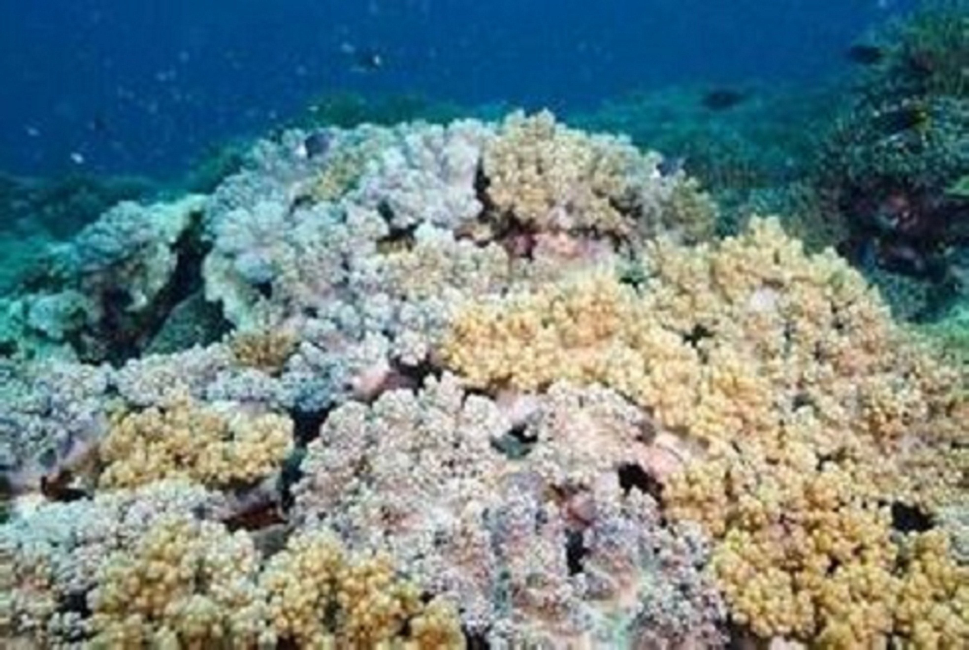 奧秘海洋: 當美麗的珊瑚 遇見共生藻戀愛篇