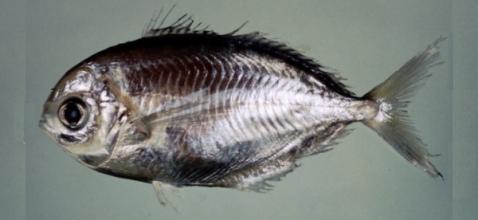 大眼无齿鲳动物辐鳍鱼类