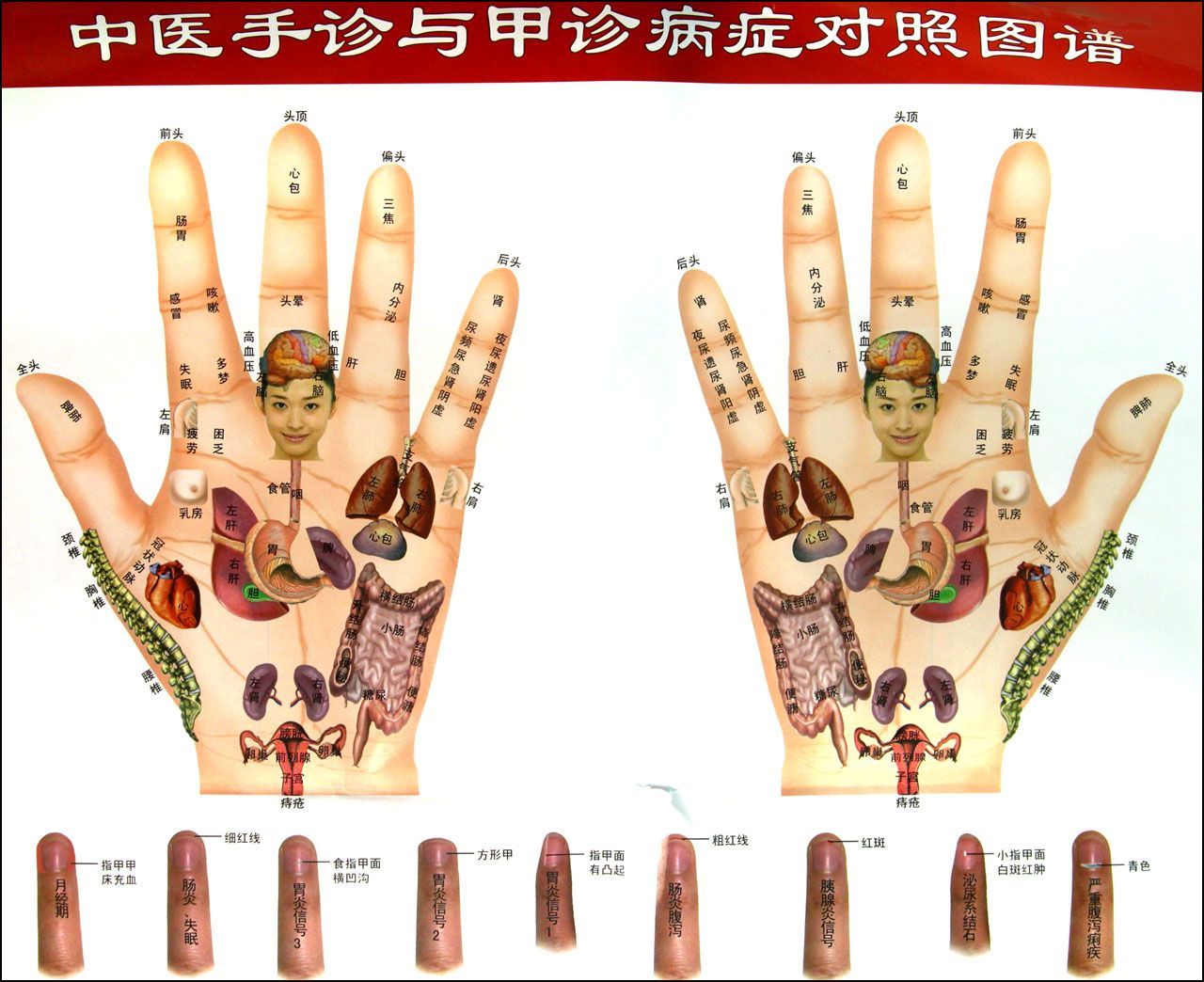 手掌反射区全息治疗图图片素材-编号08608489-图行天下