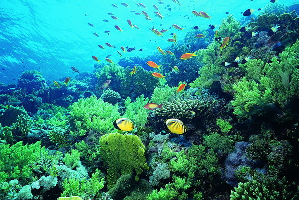 与海洋生物亲密接触
